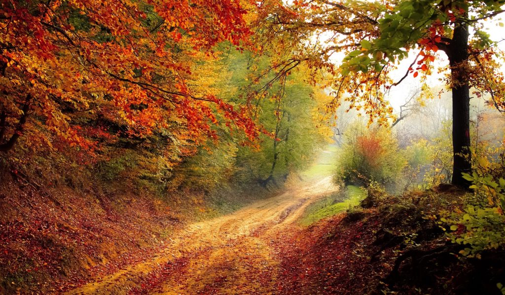 foto bosque