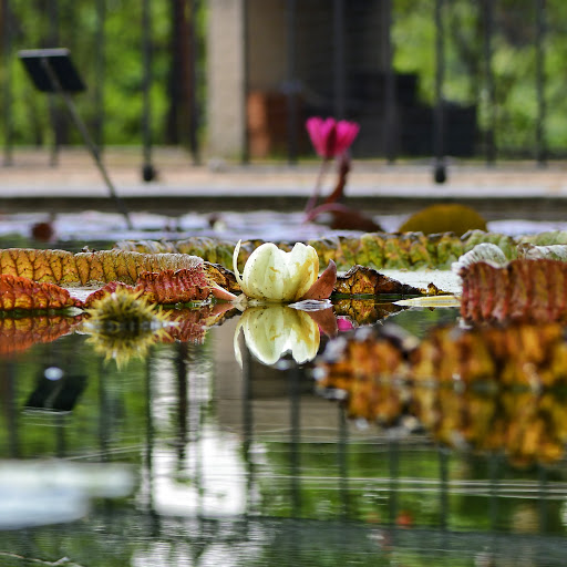 Nenúfar en el Real Jardín Botánico de Madrid