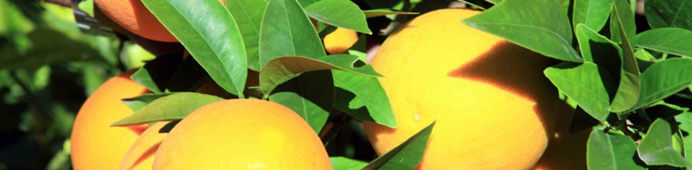 naranjas